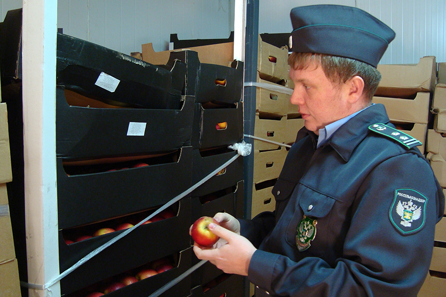 Россельхознадзор пересчитает белорусские огурцы и яблоки