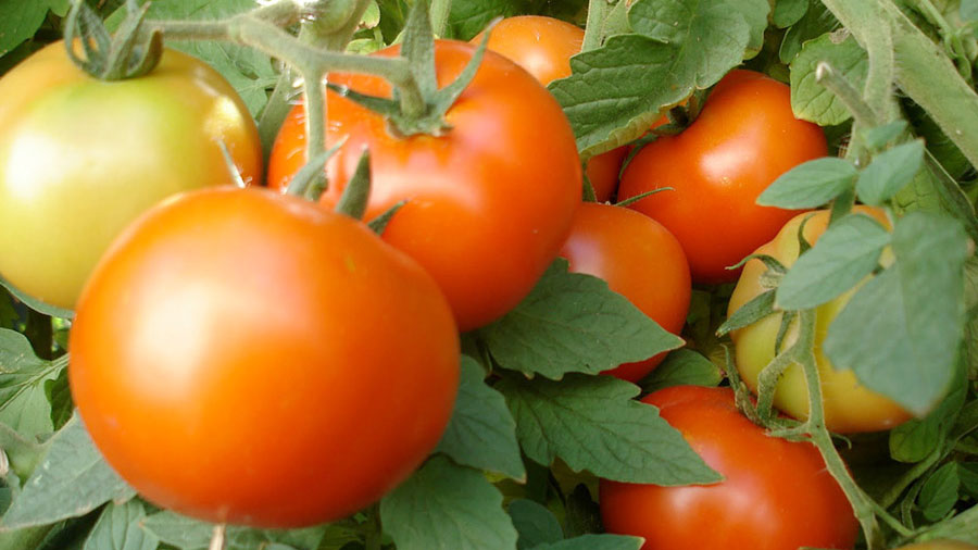 Горецкие томаты