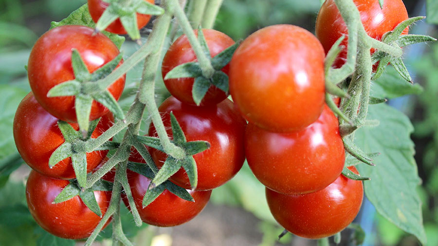 Сорта помидоров выращиваемых в теплицах в беларуси