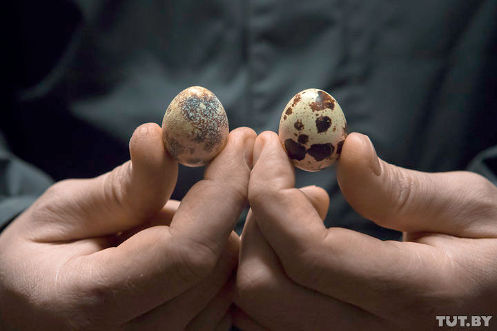 Яйца беларусь купить. Как производят перепелиные яйца. Яйцо из Белоруссии.